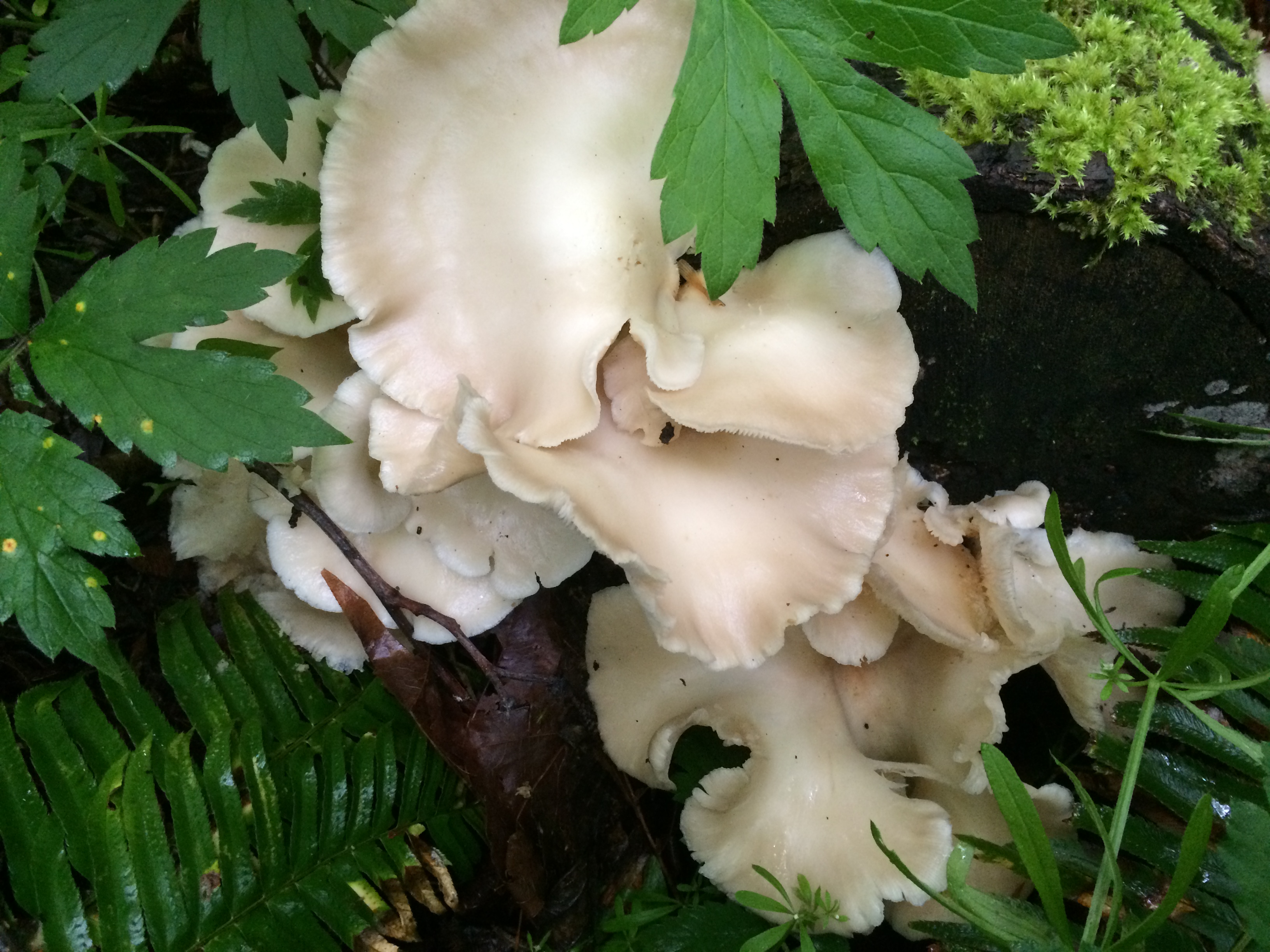 The Oyster Mushroom in Portland’s Forests Culinary, Medicinal, Cleansing
