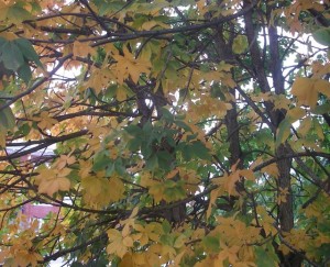 Autumn-leaves-300x243