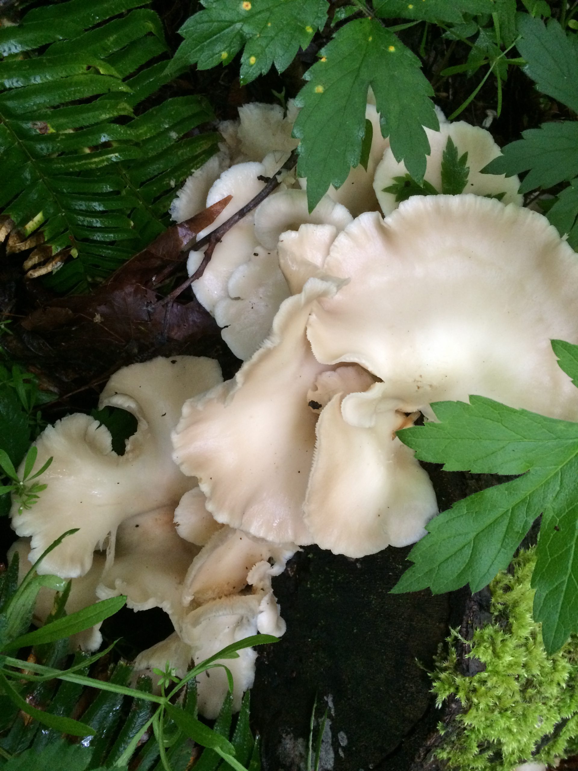 Oyster mushrooms Portland
